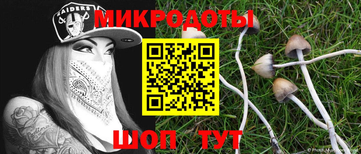 Псилоцибиновые грибы Psilocybe Лыткарино